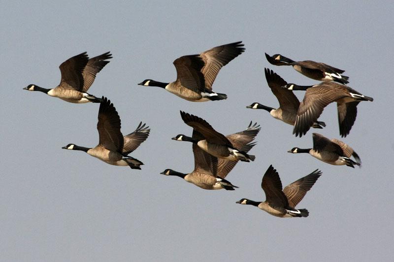 Flock of Geese - Point image