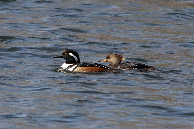 Hooded Merganser - Pair image