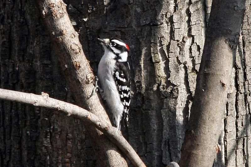 Downy Woodpecker image