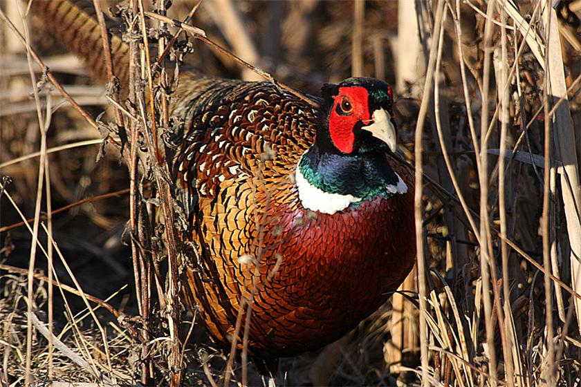 Ring Neck Pheasant image