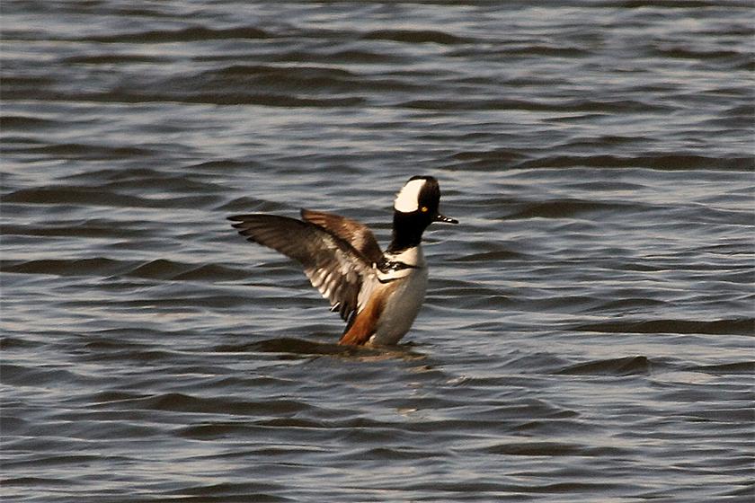 Hooded Merganser in Action image