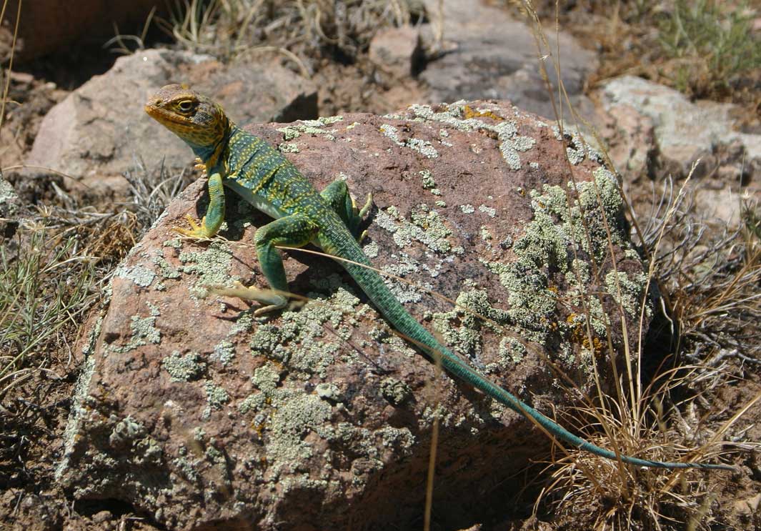 Lounge Lizard