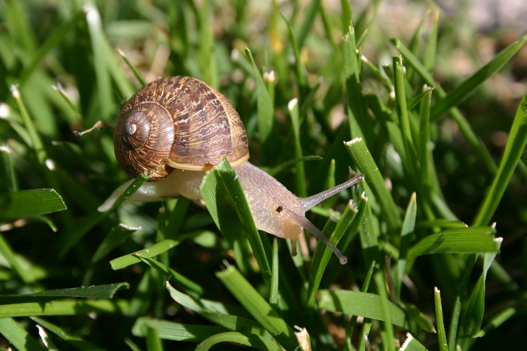 A Snails Life