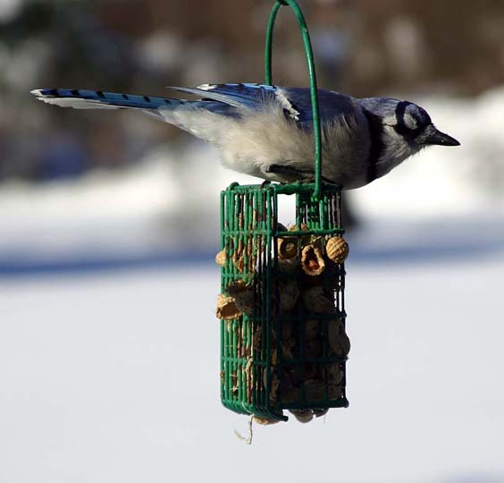 Blue Jay