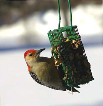 Red Bellied Woodpecker