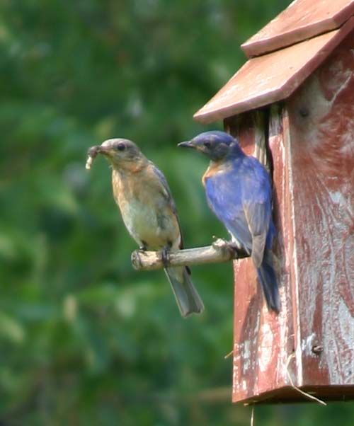 Bluebird Parents