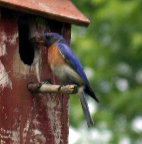 Bluebird Parents