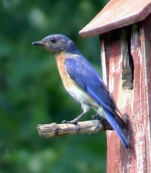 Bluebird Parents