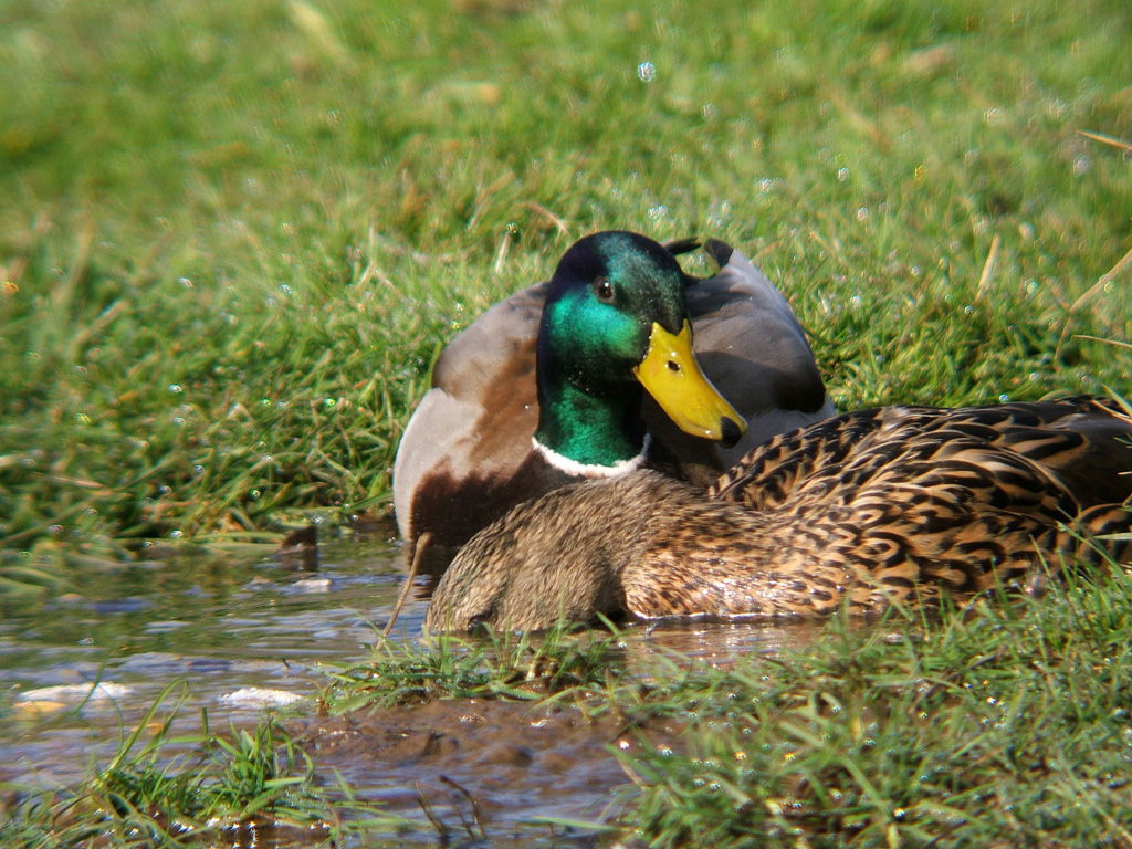 Malard Ducks