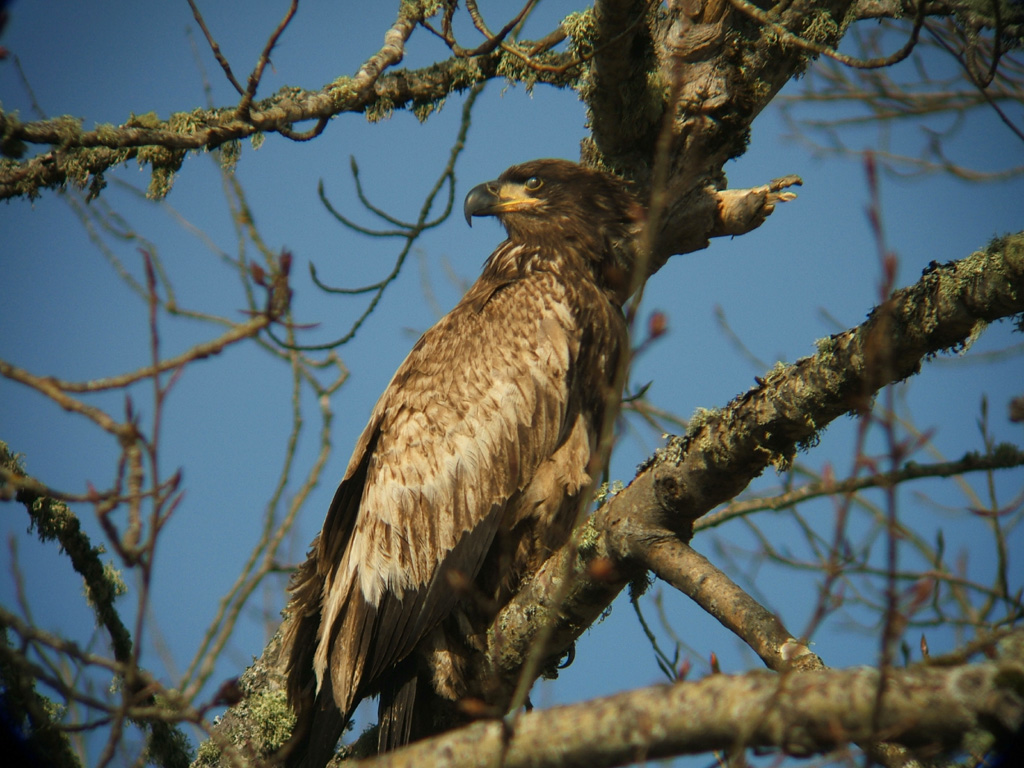 Golden Eagle