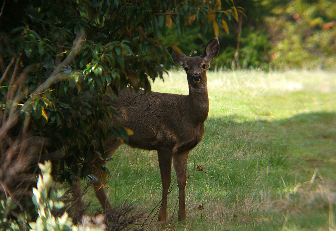 Digiscoped Deer
