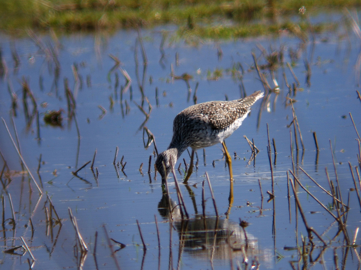 Short-Billed Dowitcher