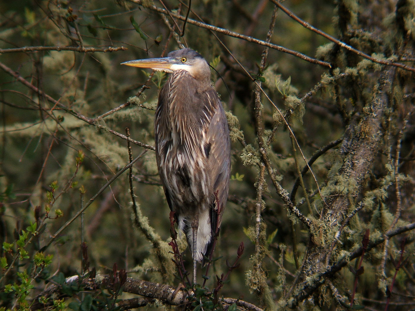 Heron II