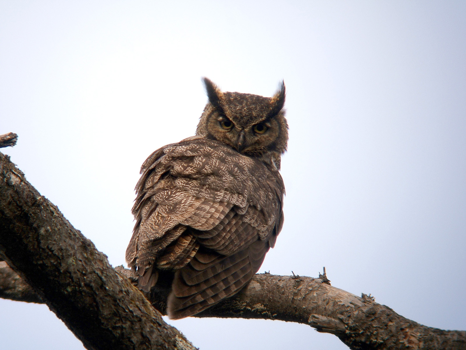 Great Horned Owl