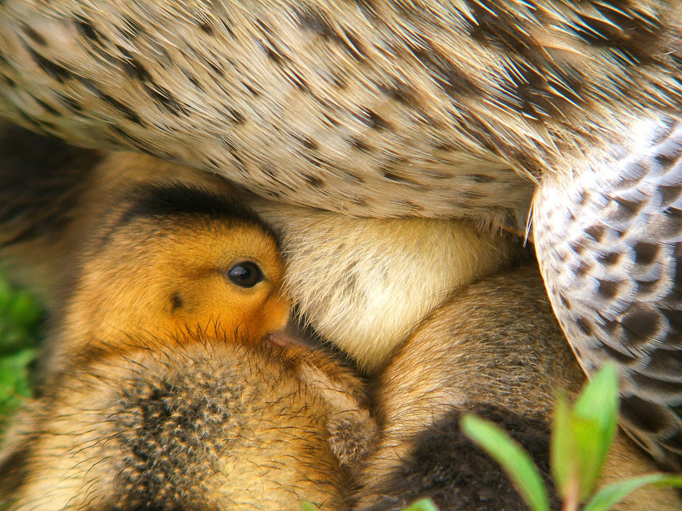 Nappy Time