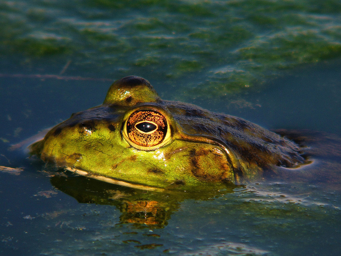 Gnarley Frog