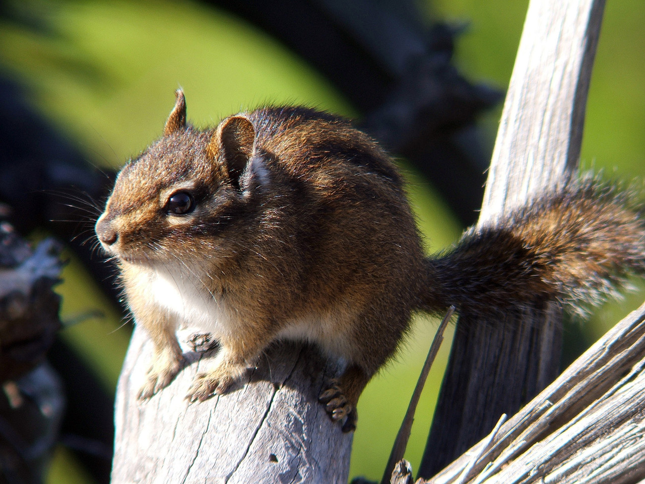 Chipmonk Stress