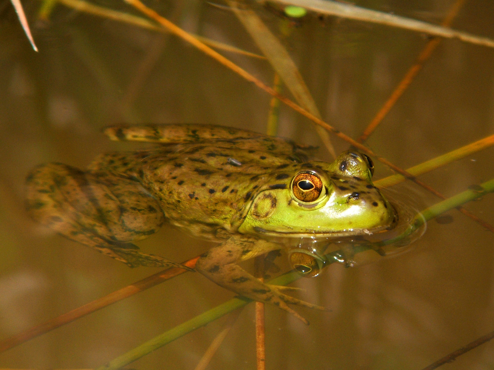 Ok, Last Bull Frog
