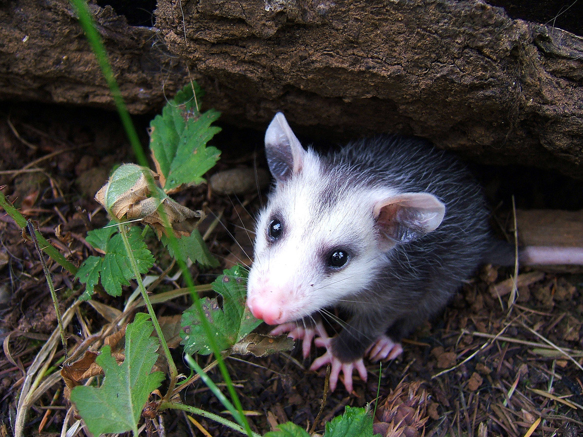 Possum
