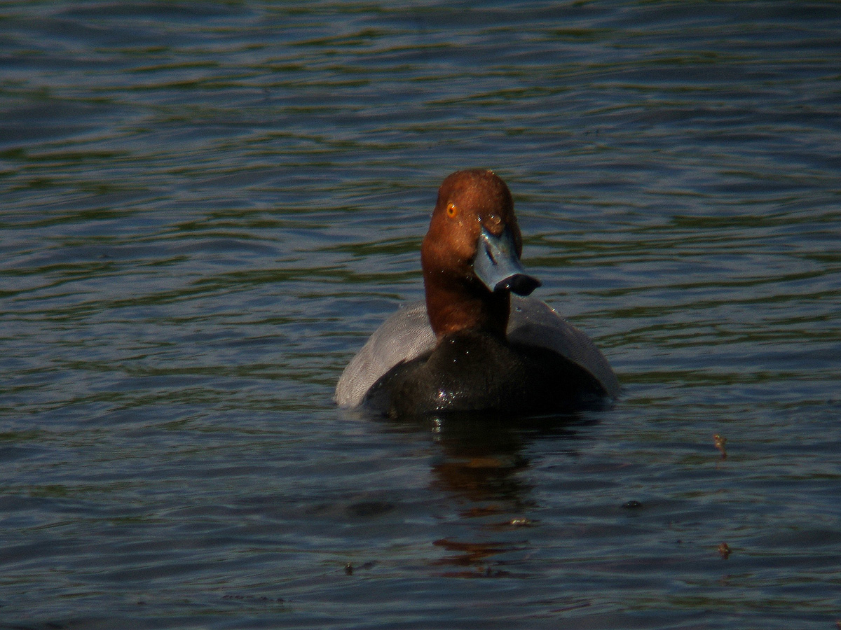 Ruddy Duck