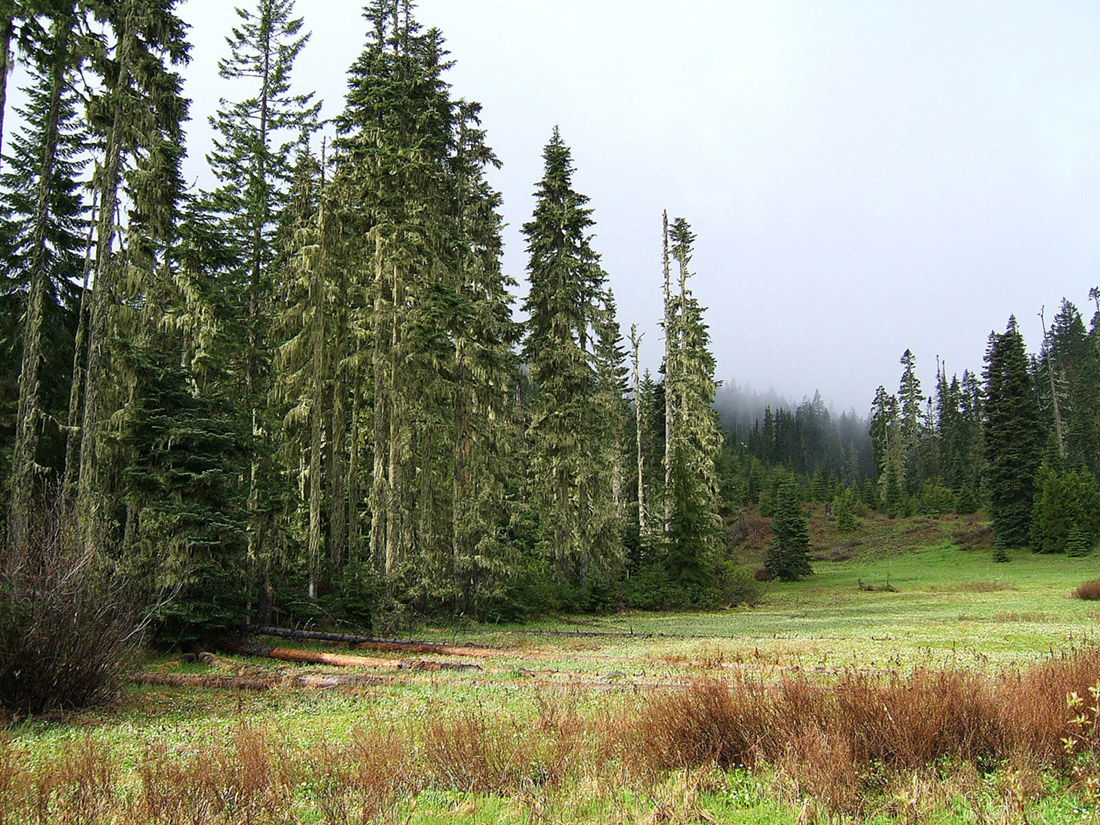 High Mountain Marsh