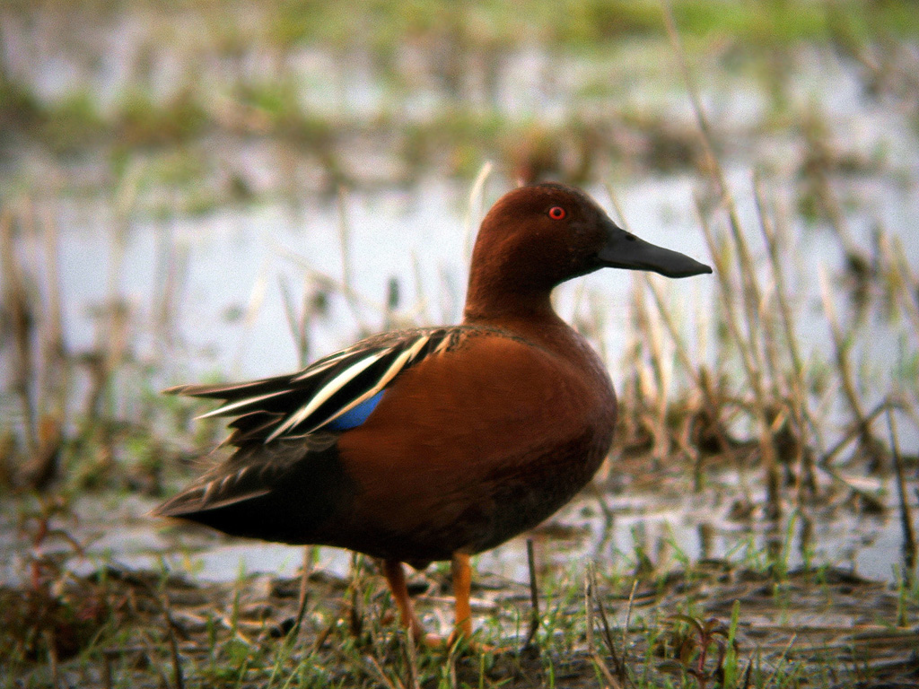 Cinnamon Teal