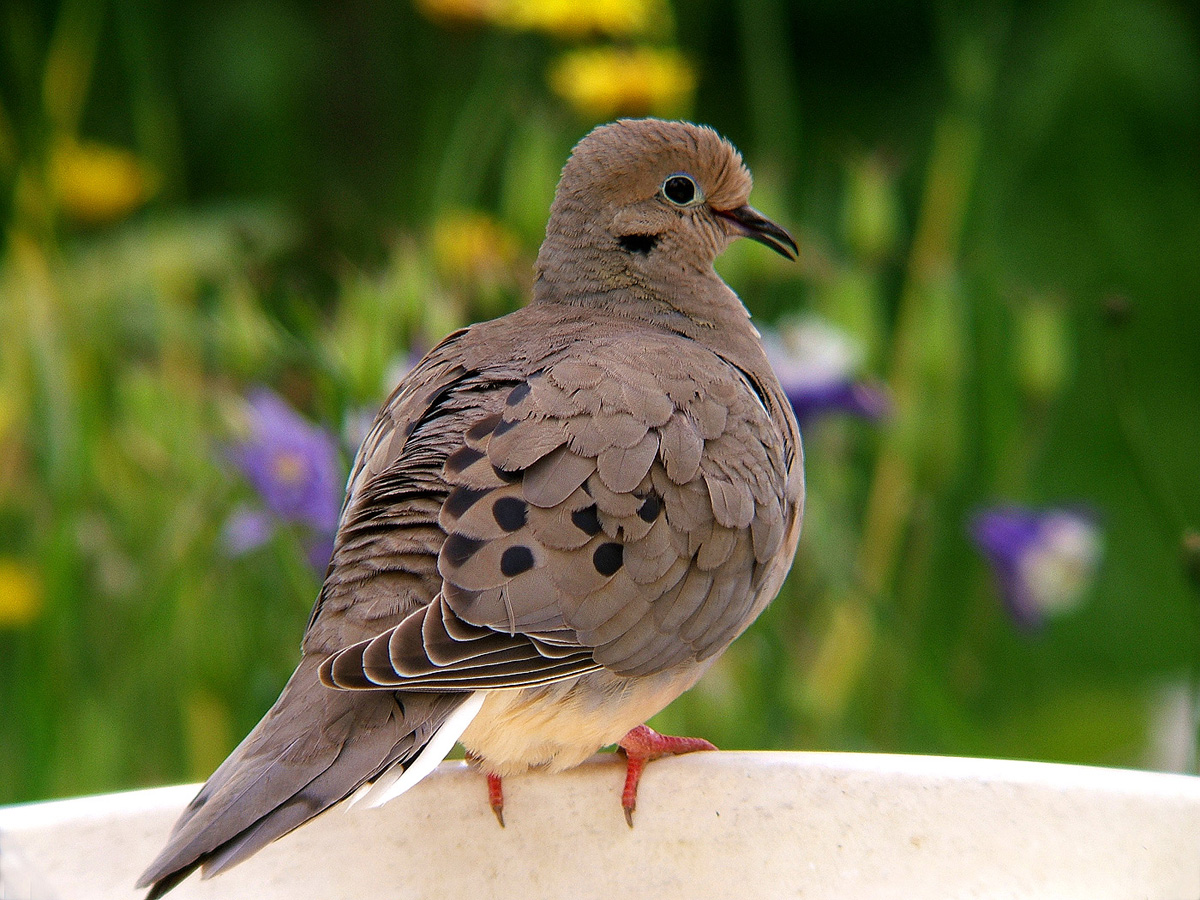 Dove With Detail