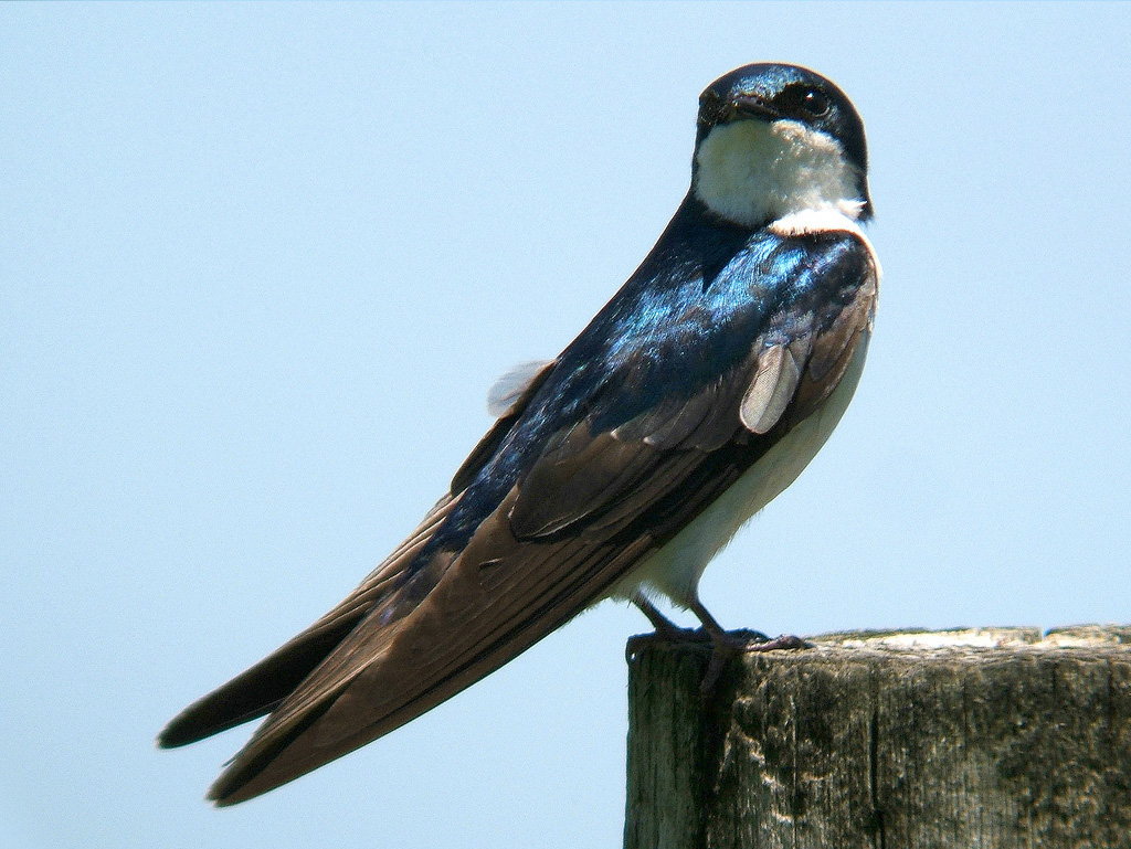 Swallow