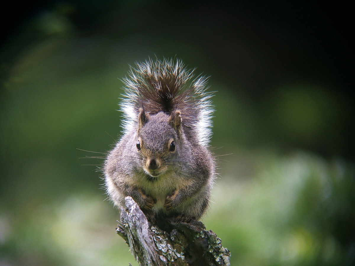 Pine Squirrel