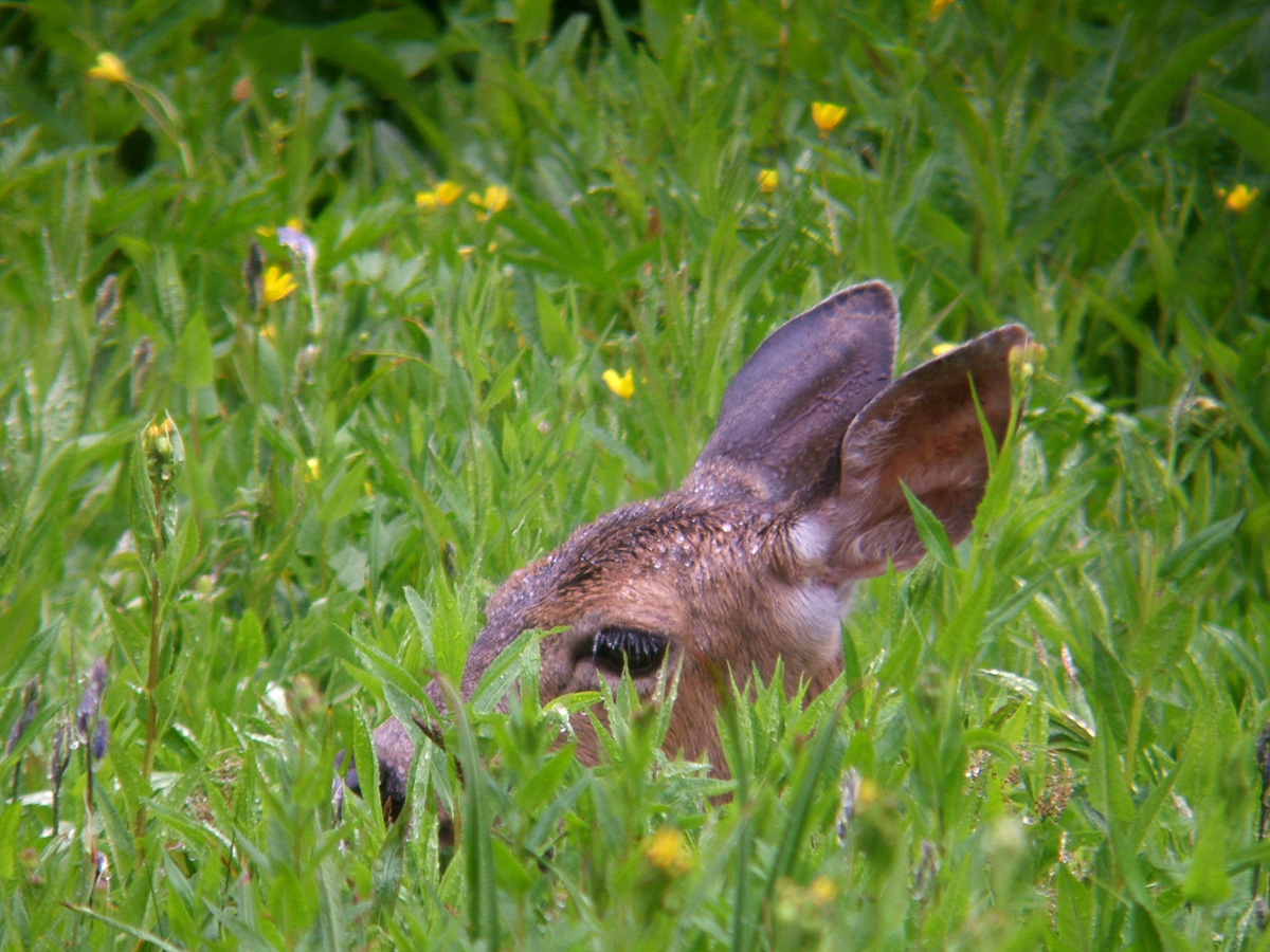Fawn In The Mist