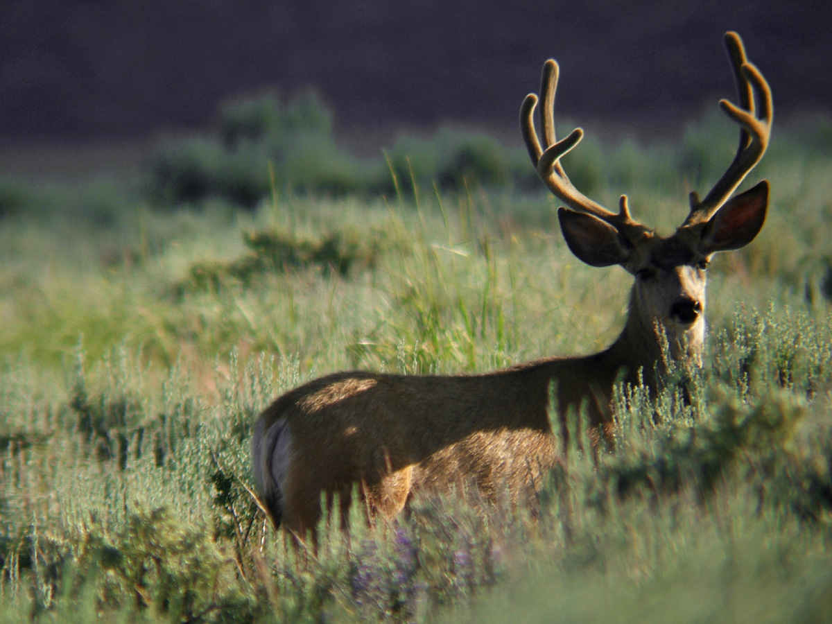 Mule Deer Buck
