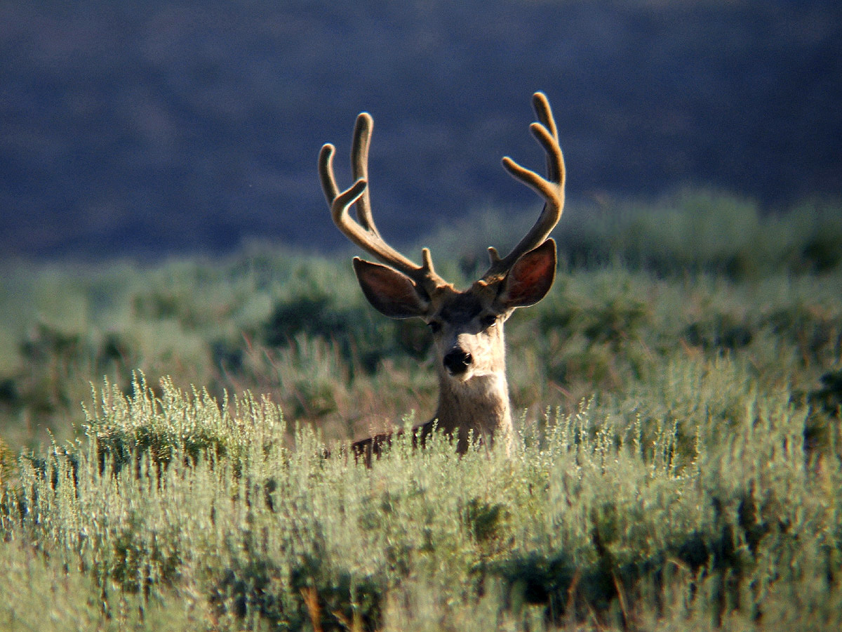 Mule Deer Buck 2