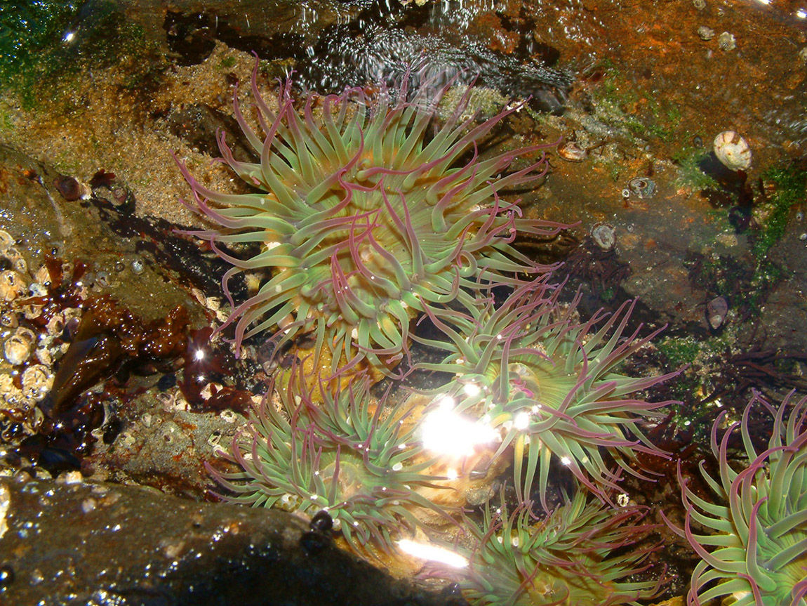 Oregon Tide Pools