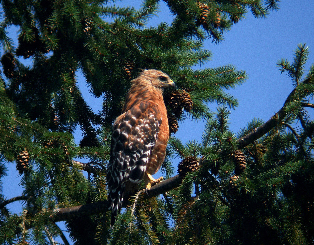 Red Shoulder Hawk