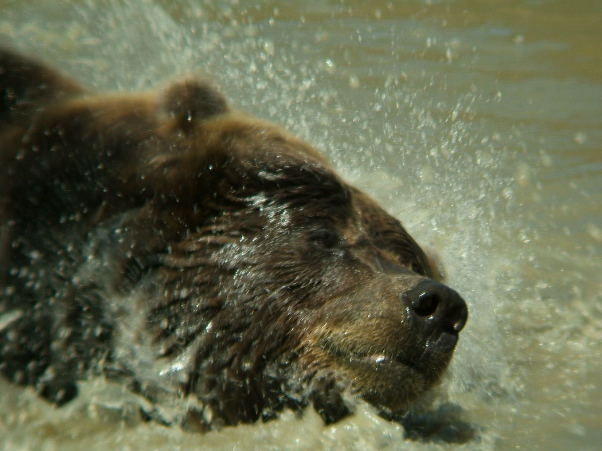 Digi-Scoped Bear