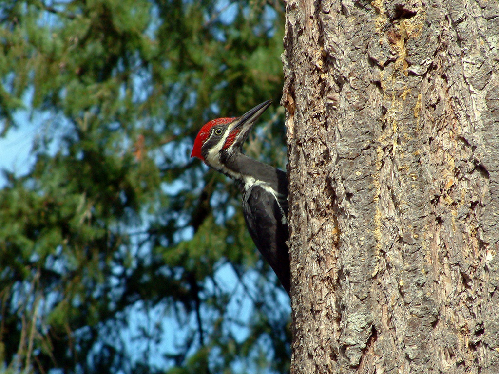 Pileated Woodpecker