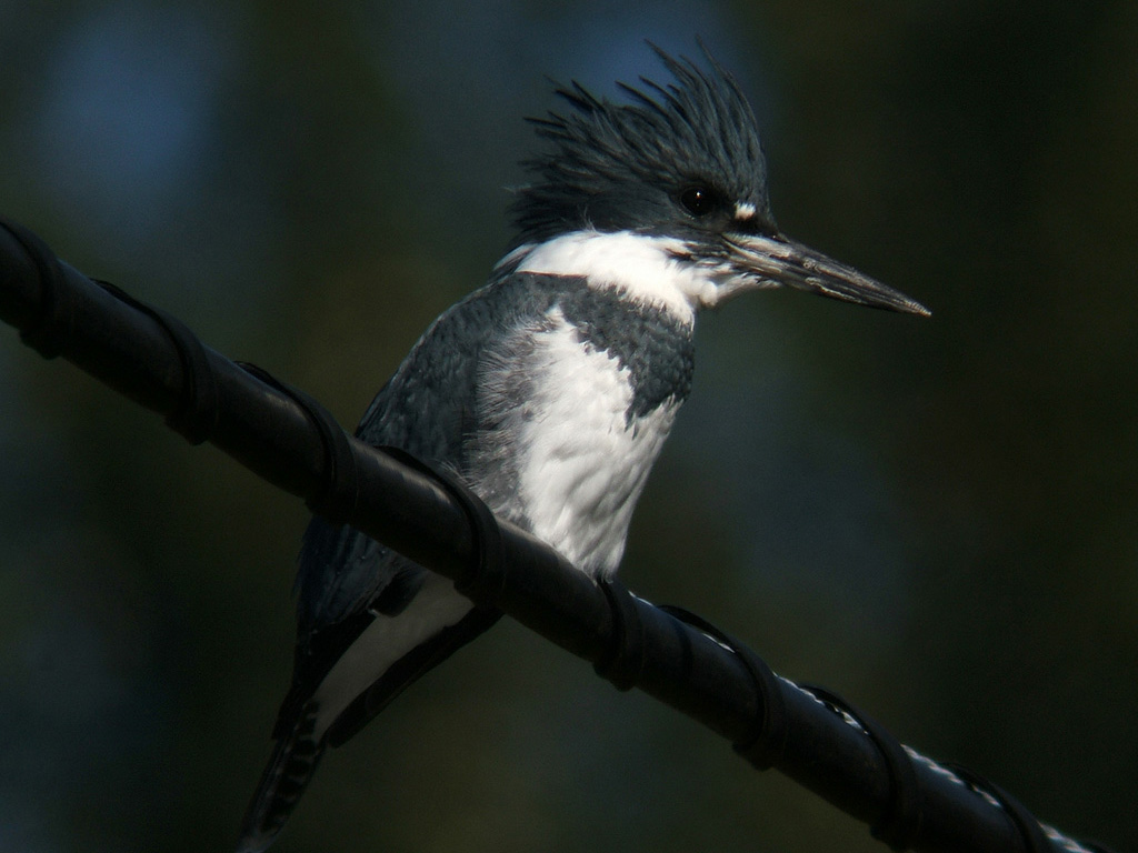 King Fisher