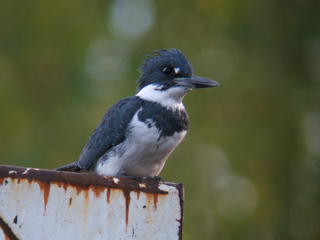 King Fisher II