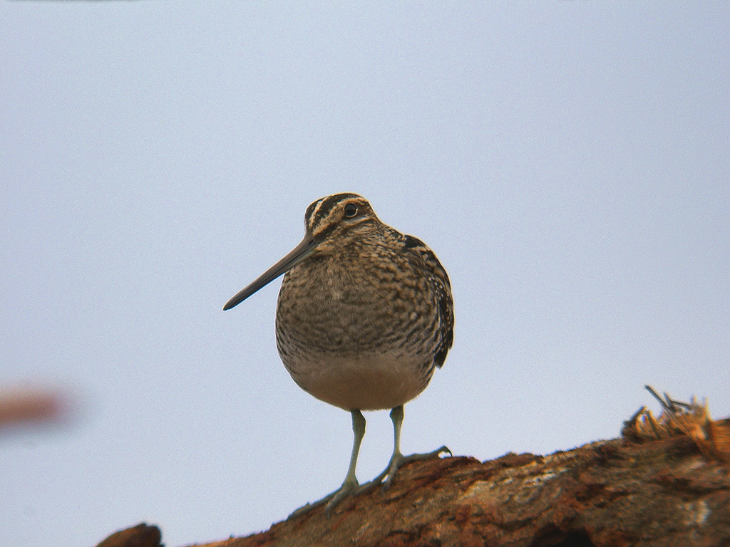 Snipe