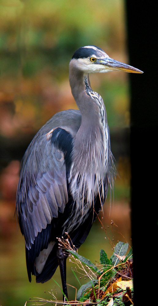 Heron