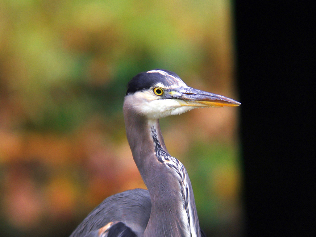 Heron2
