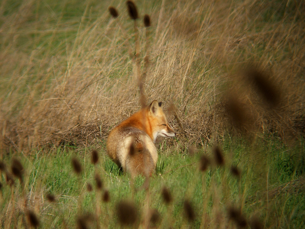 Autumn Fox