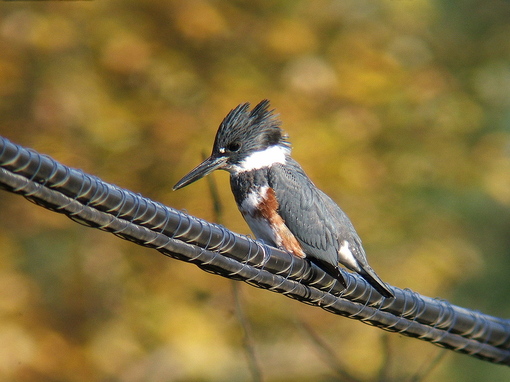 Autumn King Fisher