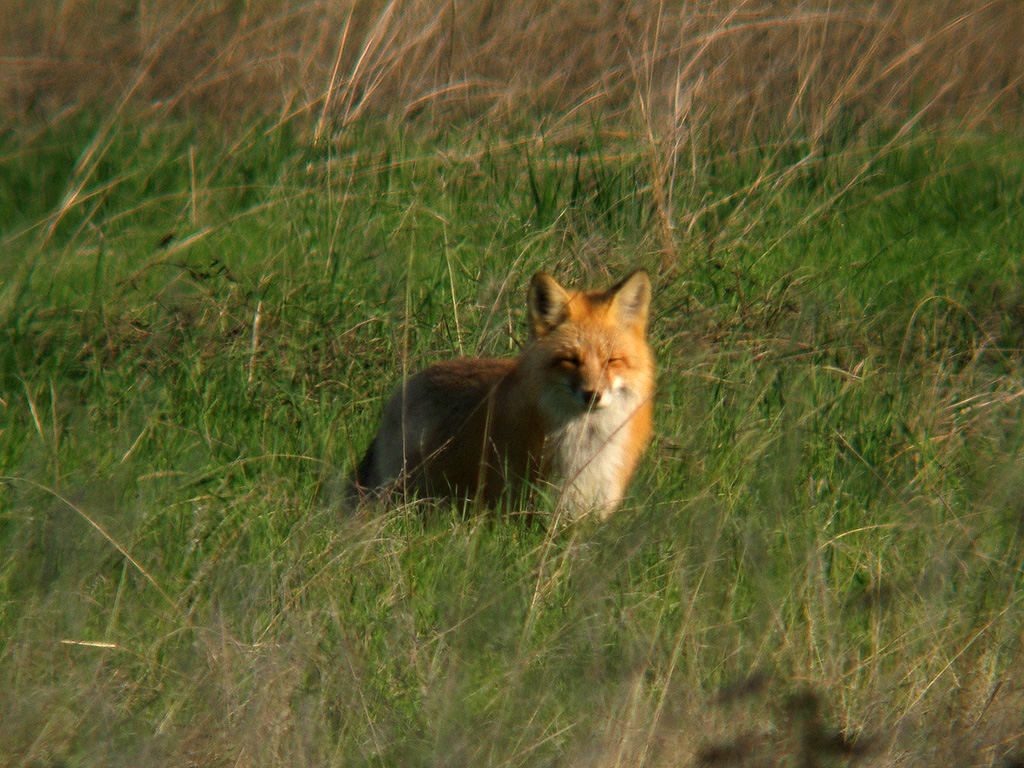 Red Fox
