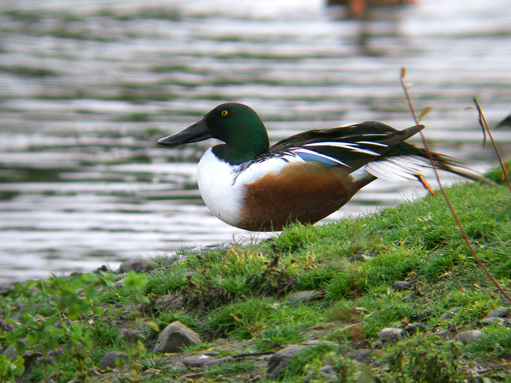 Northern Shoveler