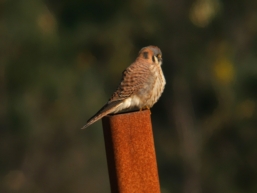 American Falcon
