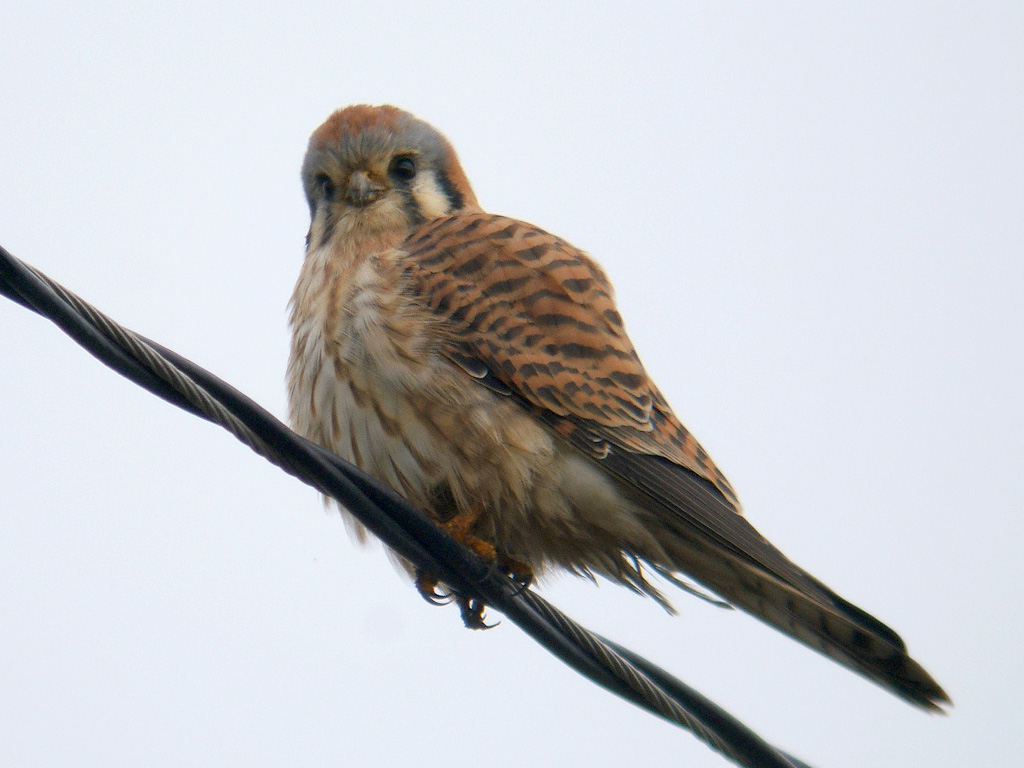 American Falcon