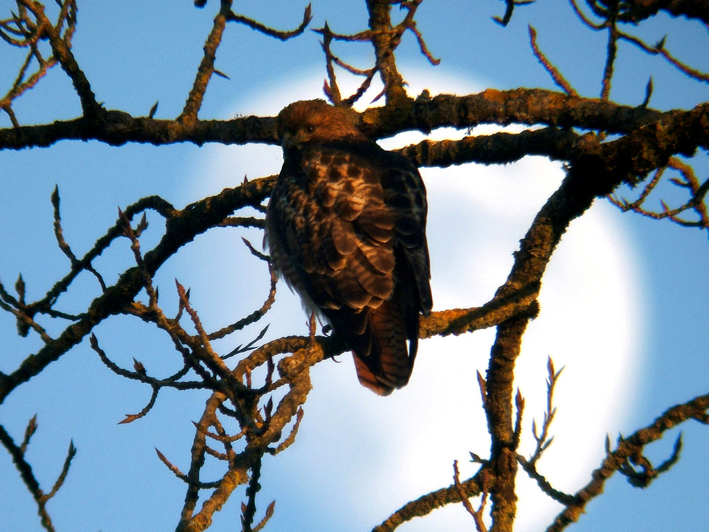 Hawk-n-Moon