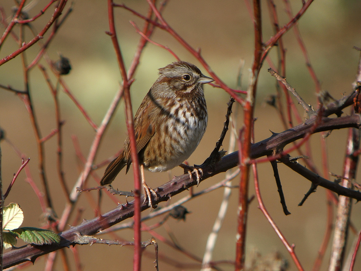 Tweedy Bird