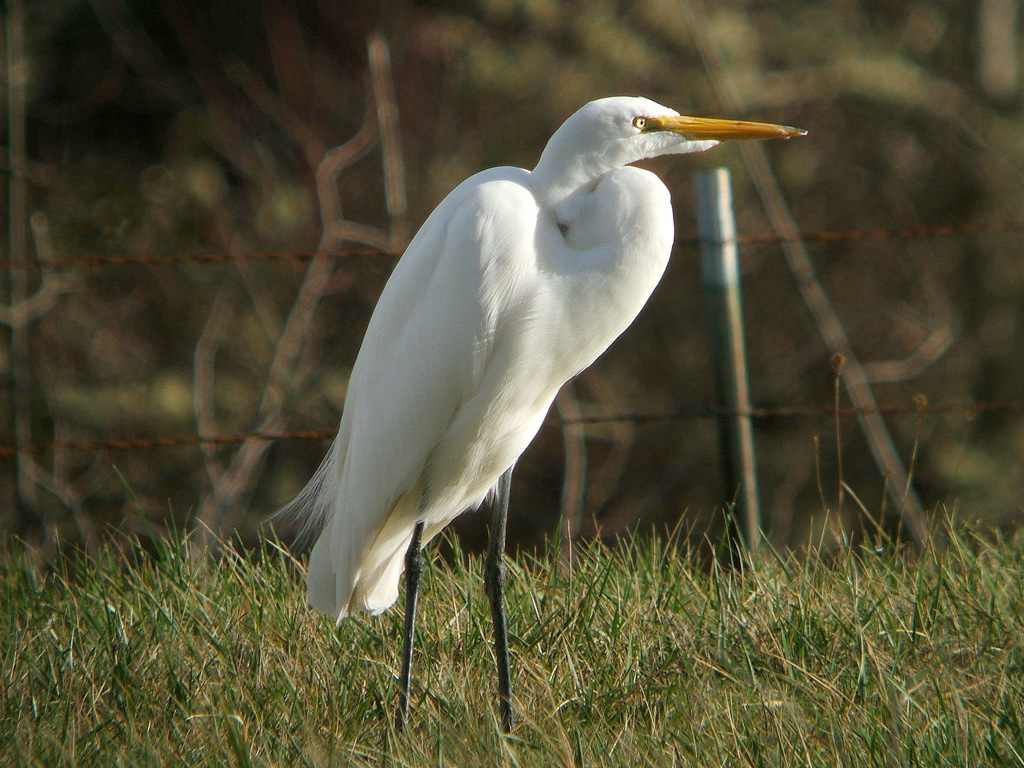Egret HD